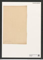 Chaetoceros socialis Lauder (de-Toni-Nr.: Genus 149, Species 4133) Zeichnungen Sammlung Grunow (NHMW-BOT-W0376886)